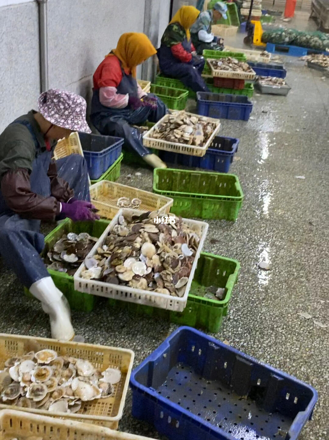 扇貝加工與進(jìn)口 大連長海縣與綏芬河的產(chǎn)業(yè)聯(lián)動