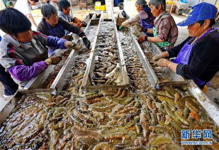 河北樂亭 海參豐收季，品質與銷售雙贏