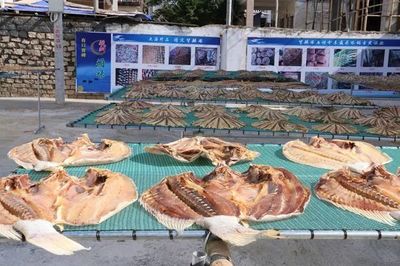 樂東利國鎮(zhèn) 黨建引領(lǐng)產(chǎn)業(yè)興，海產(chǎn)加工育苗助推集體經(jīng)濟(jì)“破浪前行”