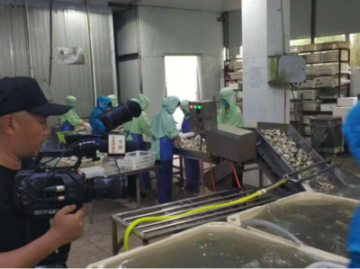 科技賦能，海味飄香——探訪廣東省水產(chǎn)創(chuàng)新試點(diǎn)專業(yè)鎮(zhèn)潮州饒平?jīng)G洲鎮(zhèn)