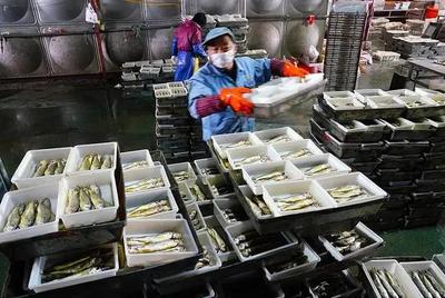 浙江漁港迎歸帆 岱山、象山卸貨忙，產(chǎn)銷兩旺映豐年